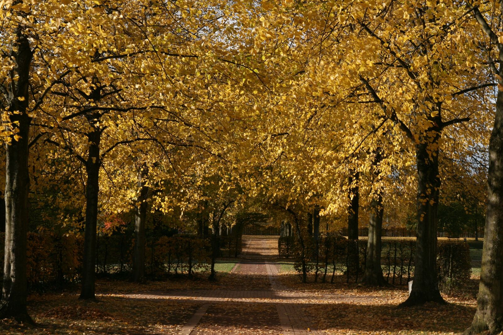 Canon EOS 400D (EOS Digital Rebel XTi / EOS Kiss Digital X) sample photo. Fall foliage, autumn, yellow photography