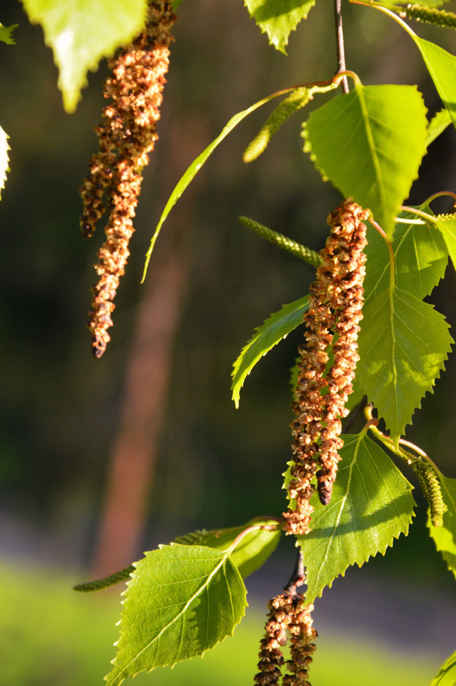 Nikon D3200 sample photo. Birch flower, spring, pollen photography