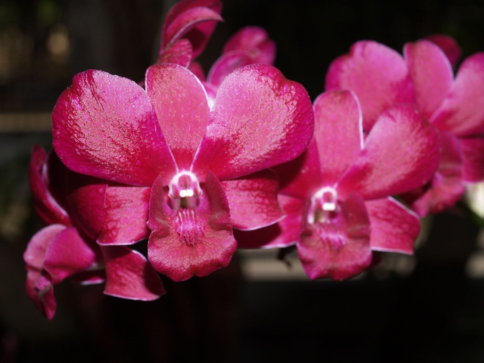 Olympus E-300 (EVOLT E-300) sample photo. Orchid, flower, bright photography