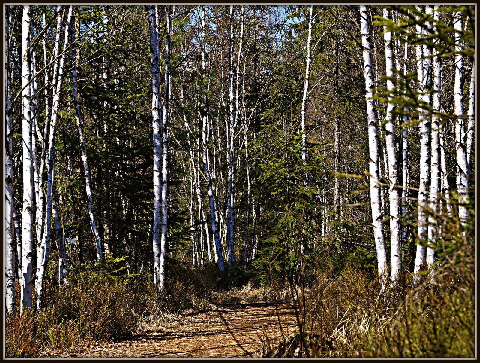 Olympus E-3 sample photo. Moor, birch, hiking photography