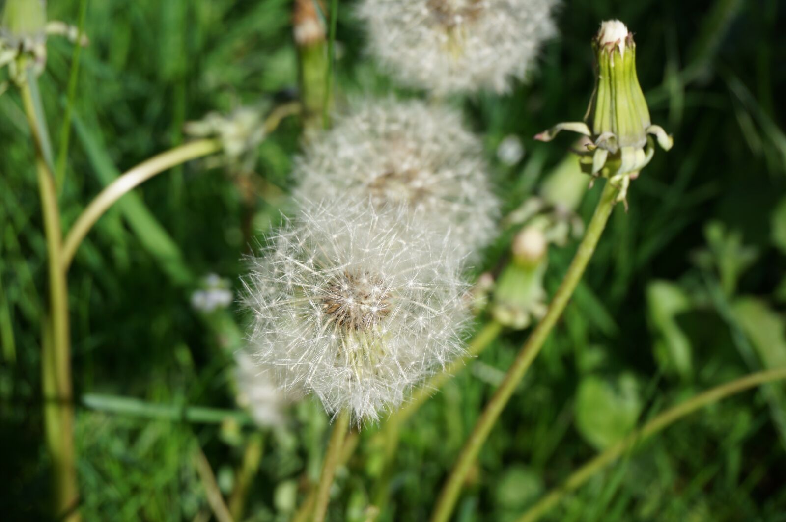 Sony a6000 sample photo. Dandelion, faded, seeds photography