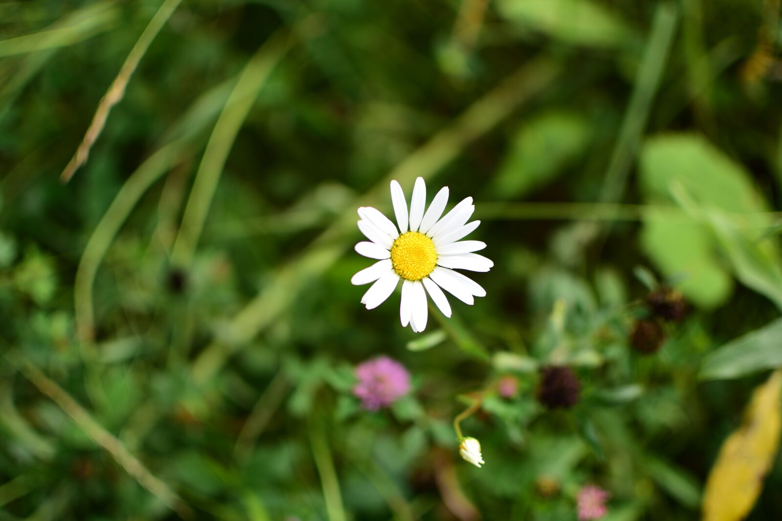 Nikon D5500 sample photo. Daisy, flowers, white flowers photography