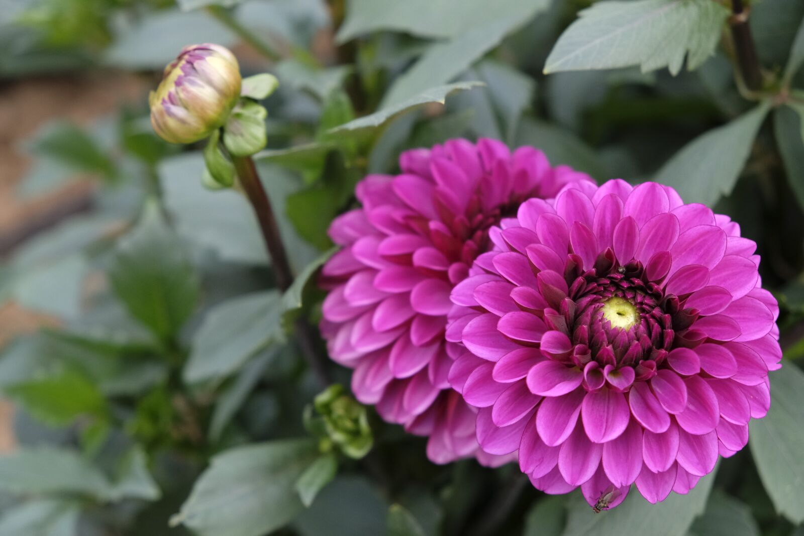 Fujifilm XF 18-55mm F2.8-4 R LM OIS sample photo. Flower, blossom, bloom photography