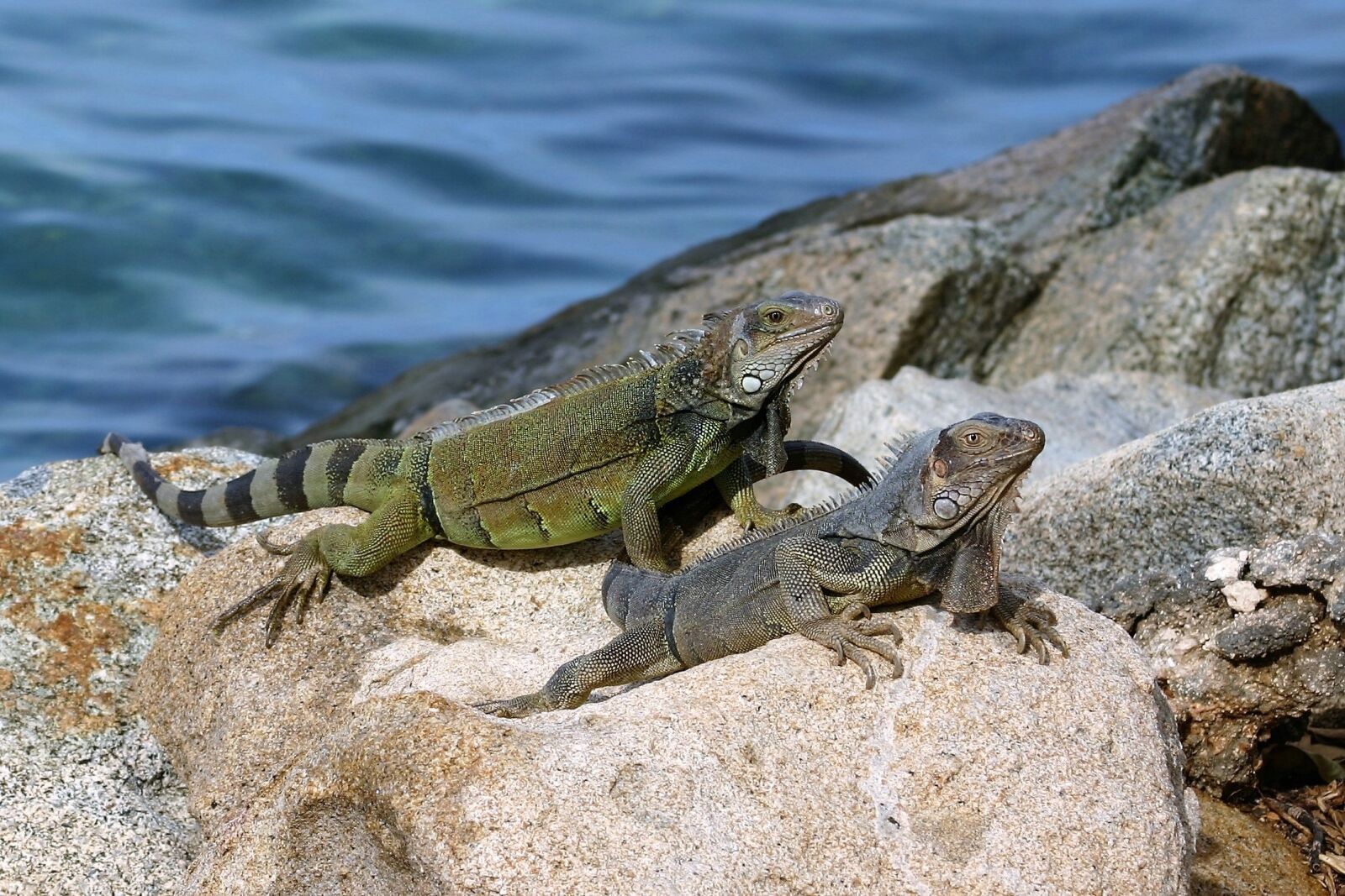 Canon EOS 300D (EOS Digital Rebel / EOS Kiss Digital) sample photo. Aruba, lizard, sea photography