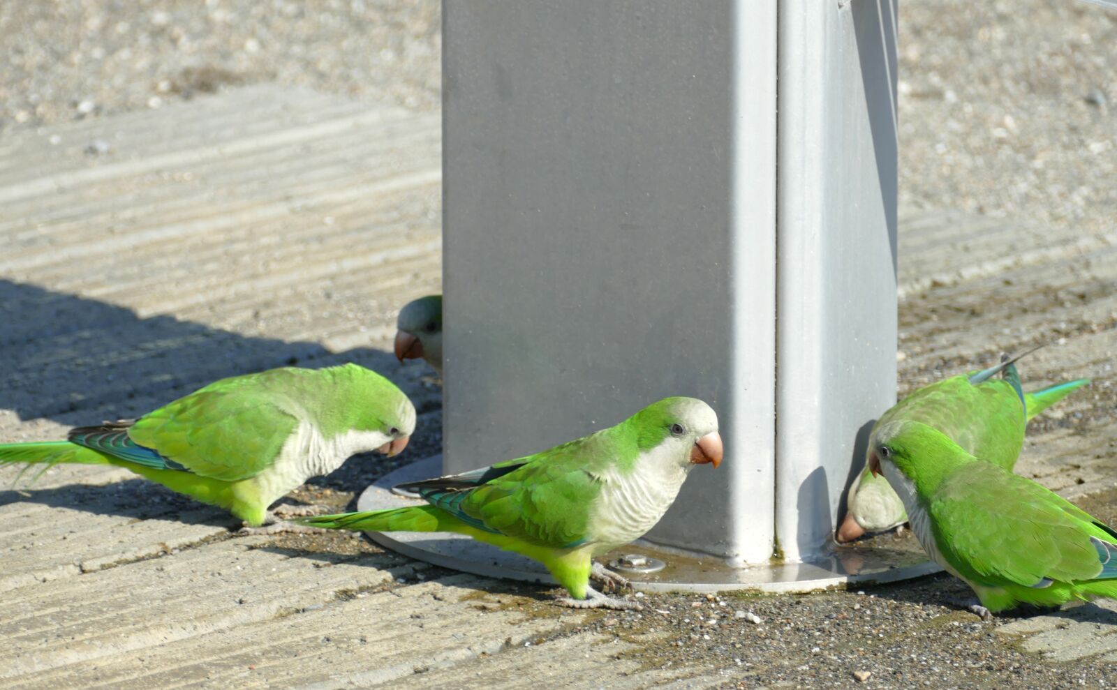 Panasonic Lumix DMC-FZ1000 sample photo. Monniksparkiet, parakeet, myiopsitta monachus photography