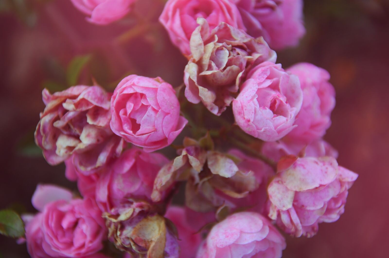 Nikon D3200 sample photo. Rose, autumn rose, petals photography