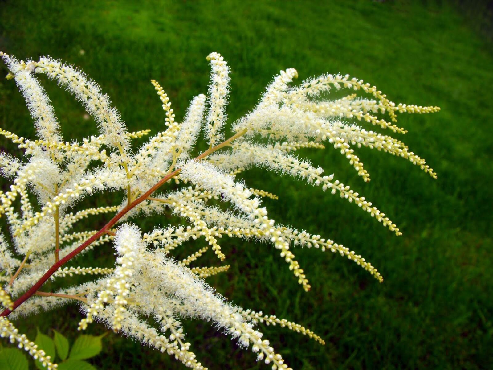 Fujifilm FinePix S1000fd sample photo. Flowers, a branch, white photography