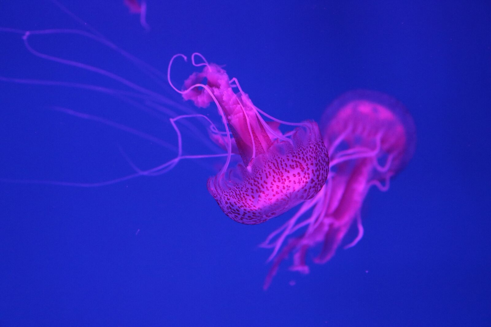 Canon EOS 750D (EOS Rebel T6i / EOS Kiss X8i) sample photo. Shipped, jellyfish, deeply photography