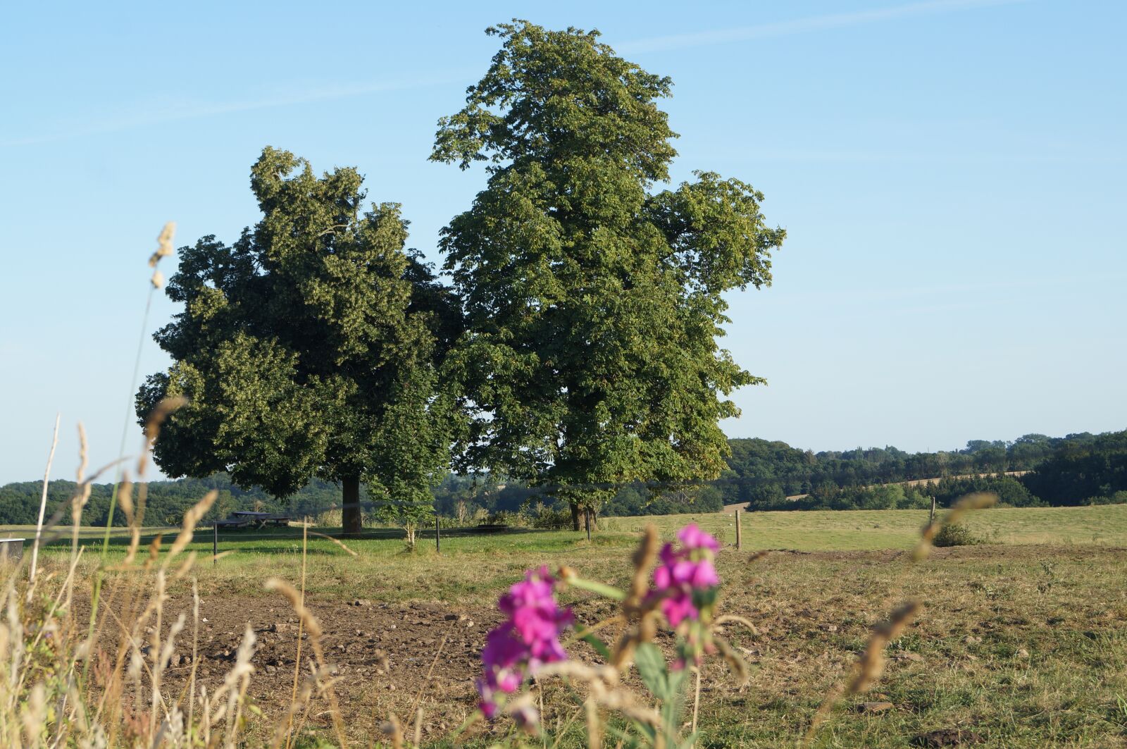 Sony SLT-A57 sample photo. Landscape, pasture, meadow photography