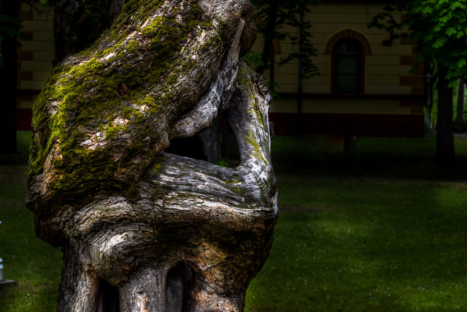 Nikon D3300 sample photo. Bark, hole, hollow, old photography