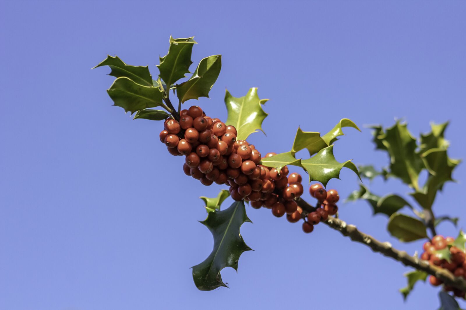 Canon EF75-300mm f/4-5.6 sample photo. Berry, evergreen, bush photography