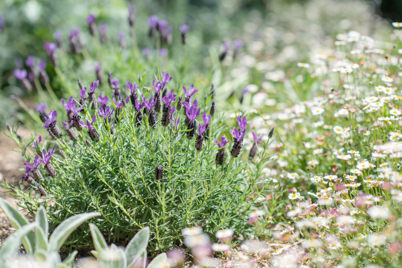 Nikon D750 sample photo. Lavender, lavandula, seaside daisy photography