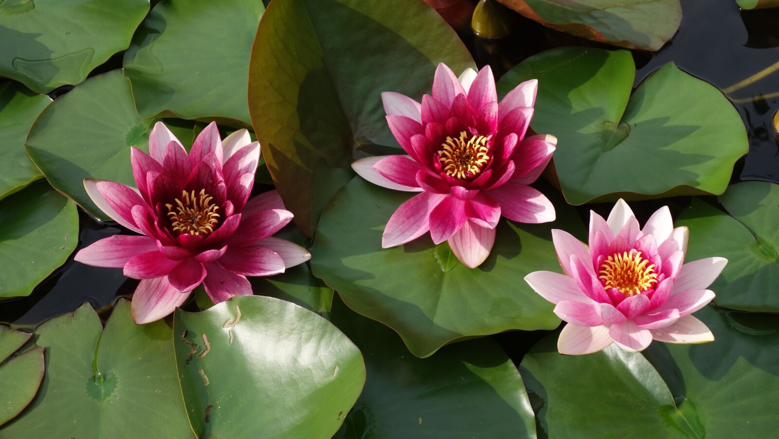 Sony Cyber-shot DSC-RX100 sample photo. Water lily, pond, pink photography