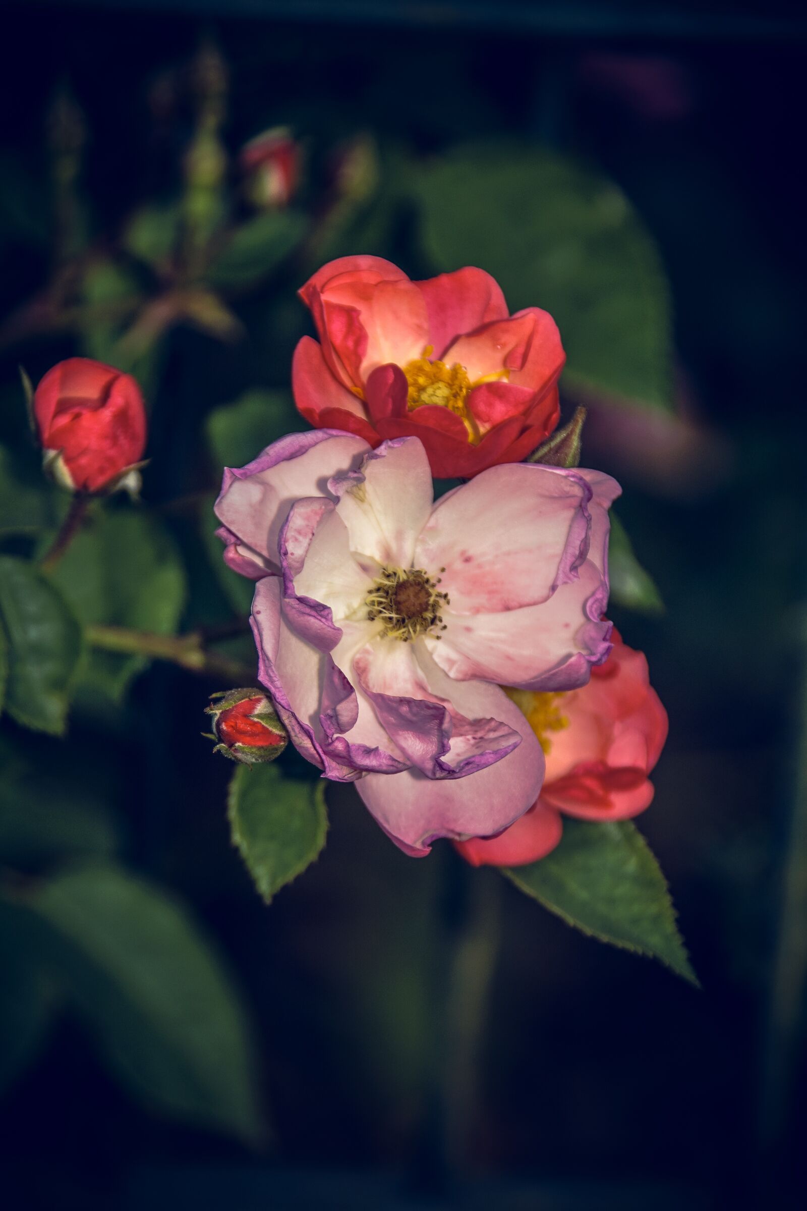Sony ILCA-77M2 sample photo. Rose, blossom, bloom photography