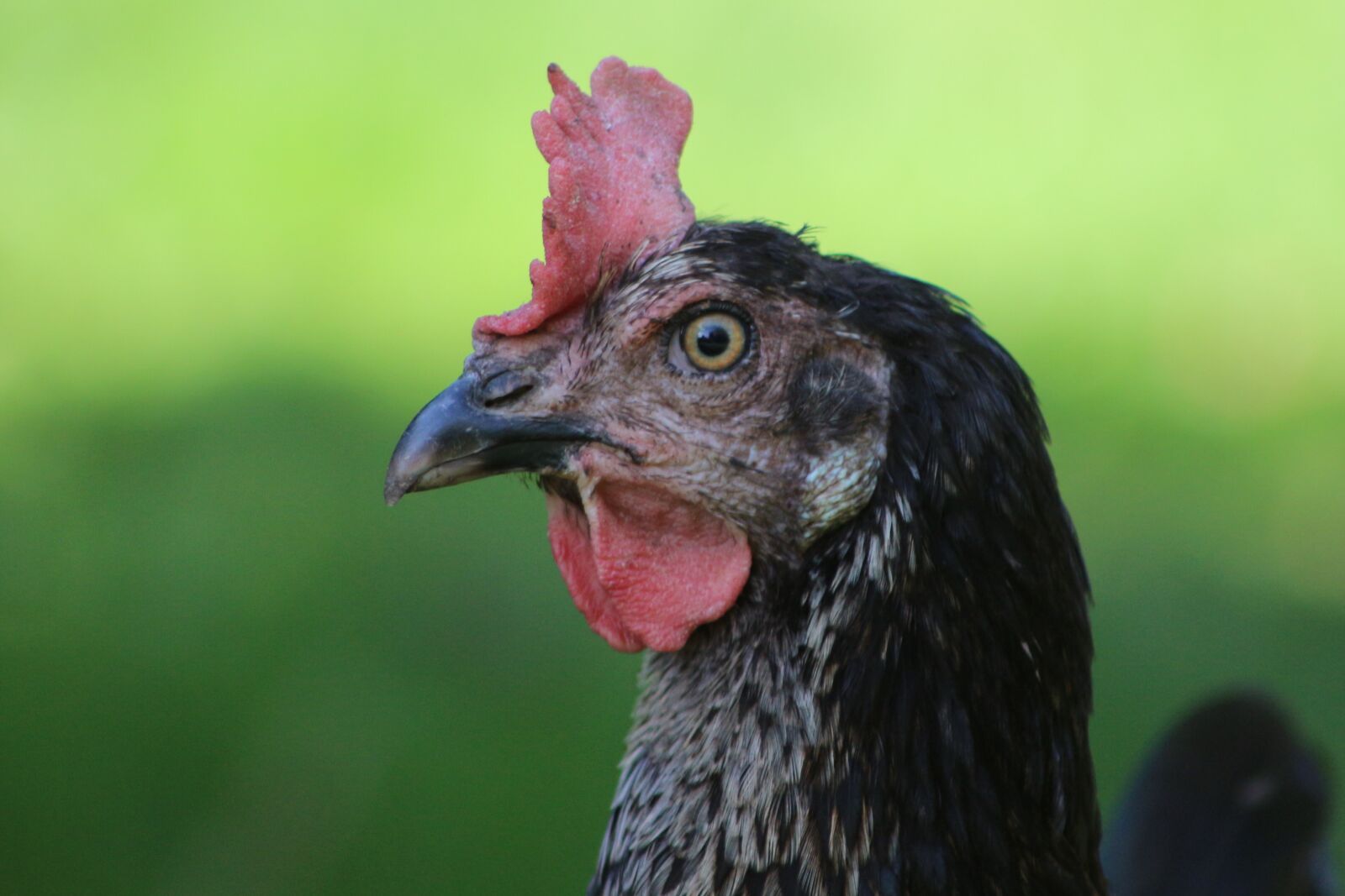 Canon EF75-300mm f/4-5.6 sample photo. Chicken, feather, bird photography