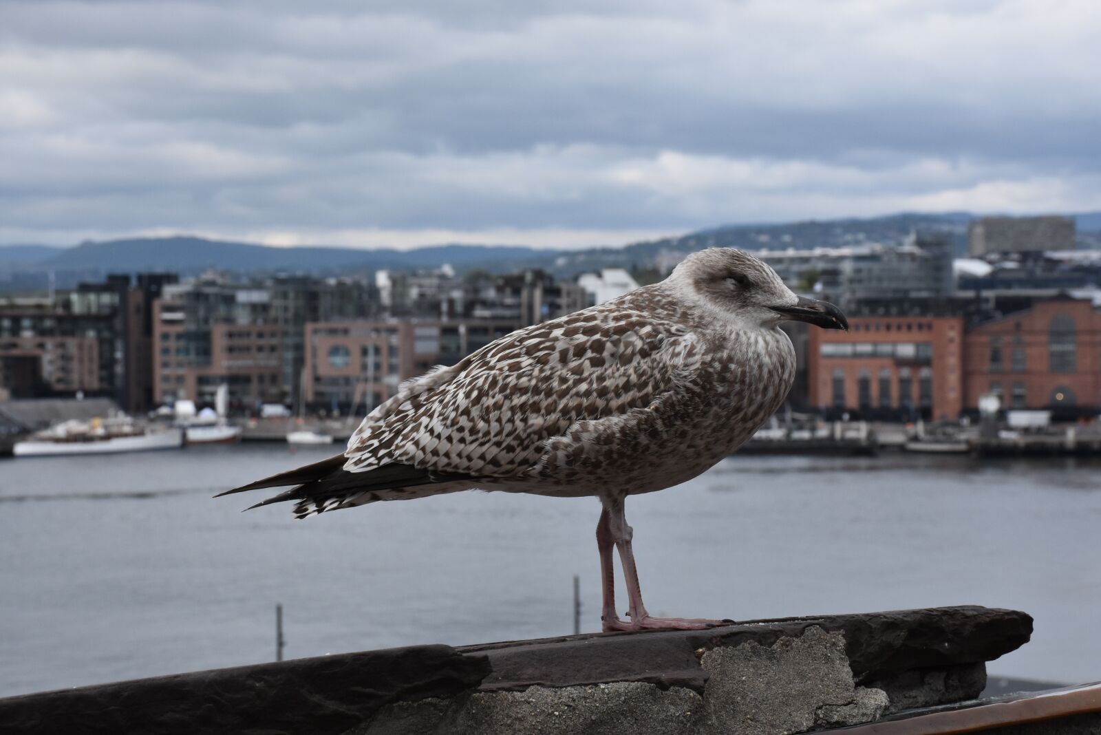 Nikon D7200 sample photo. Seagull, oslo, city from photography