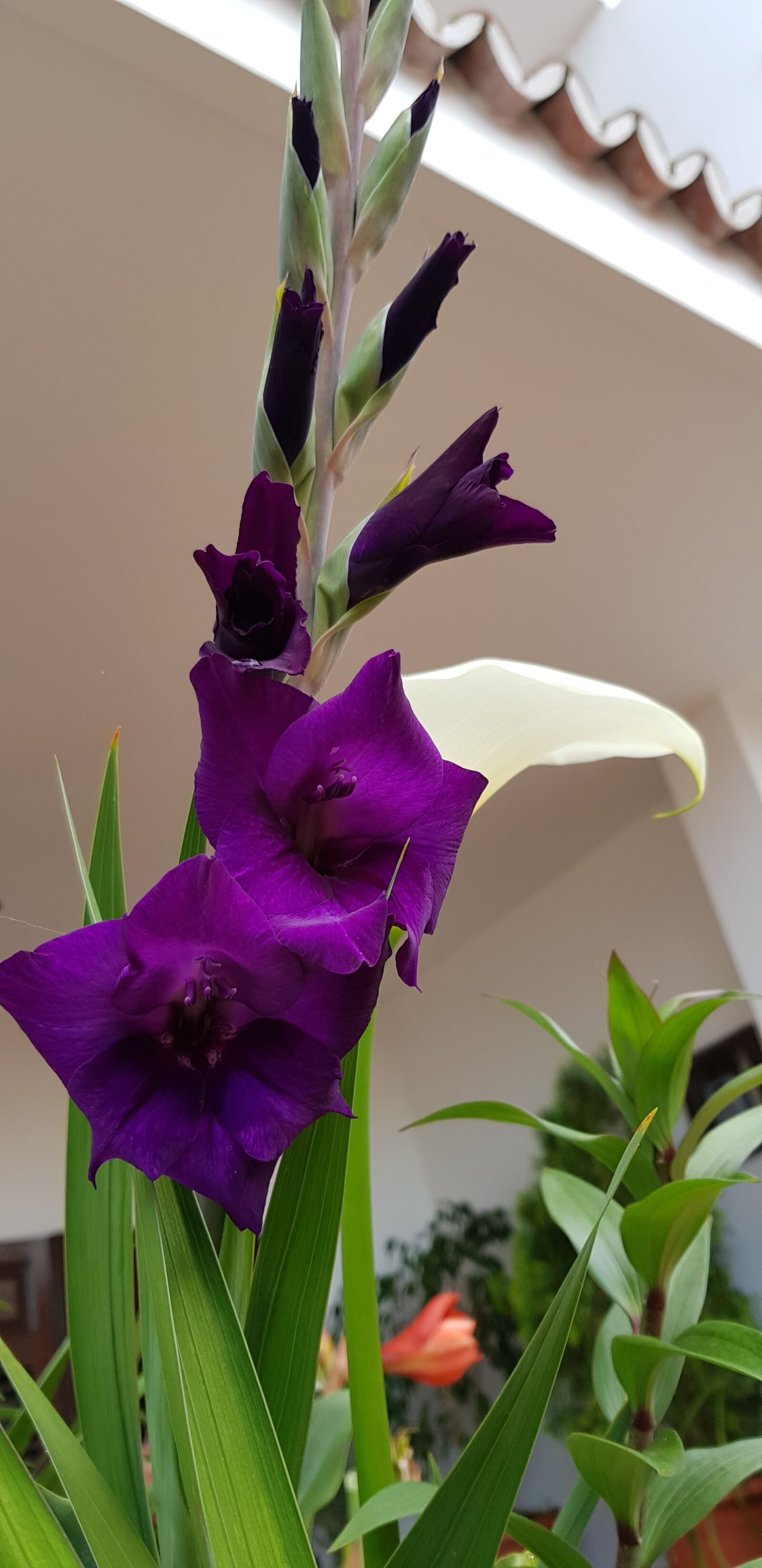 Samsung Galaxy S8 sample photo. Gladiolus, purple, cala photography