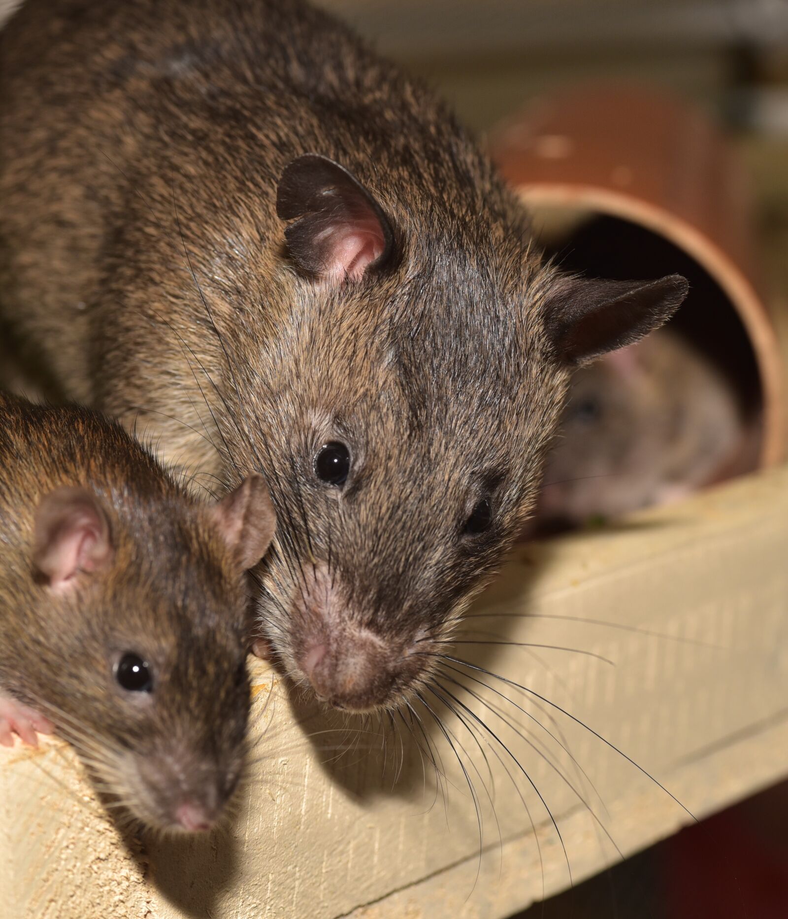 Nikon D750 sample photo. Rat, color rat, rodent photography
