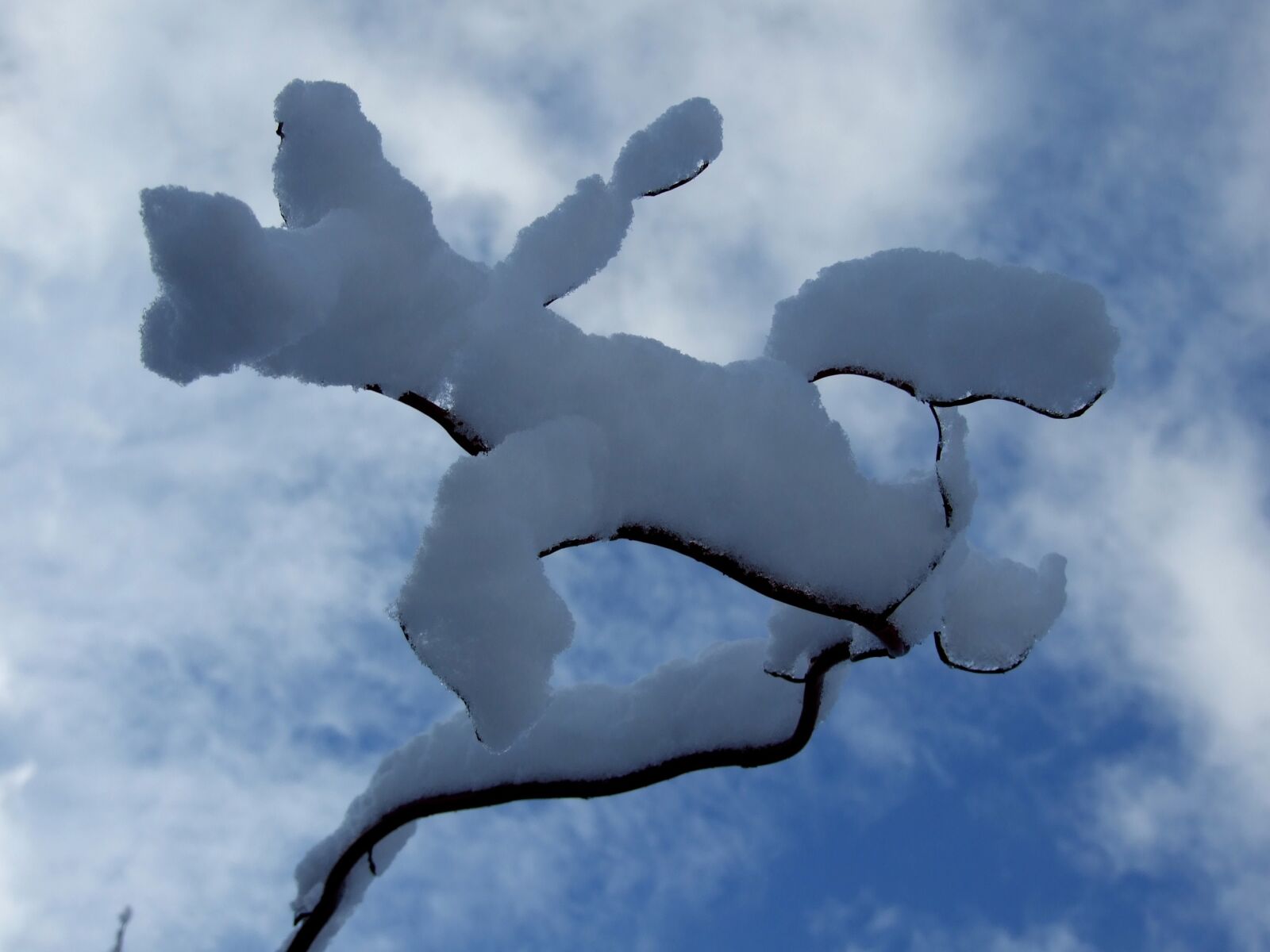Fujifilm FinePix S6500fd sample photo. Winter, snow, garden photography
