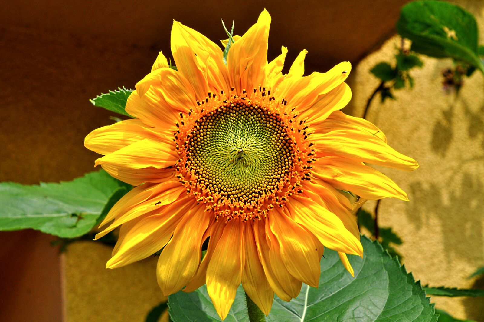 Nikon D5000 sample photo. Sunflower, summer, garden photography