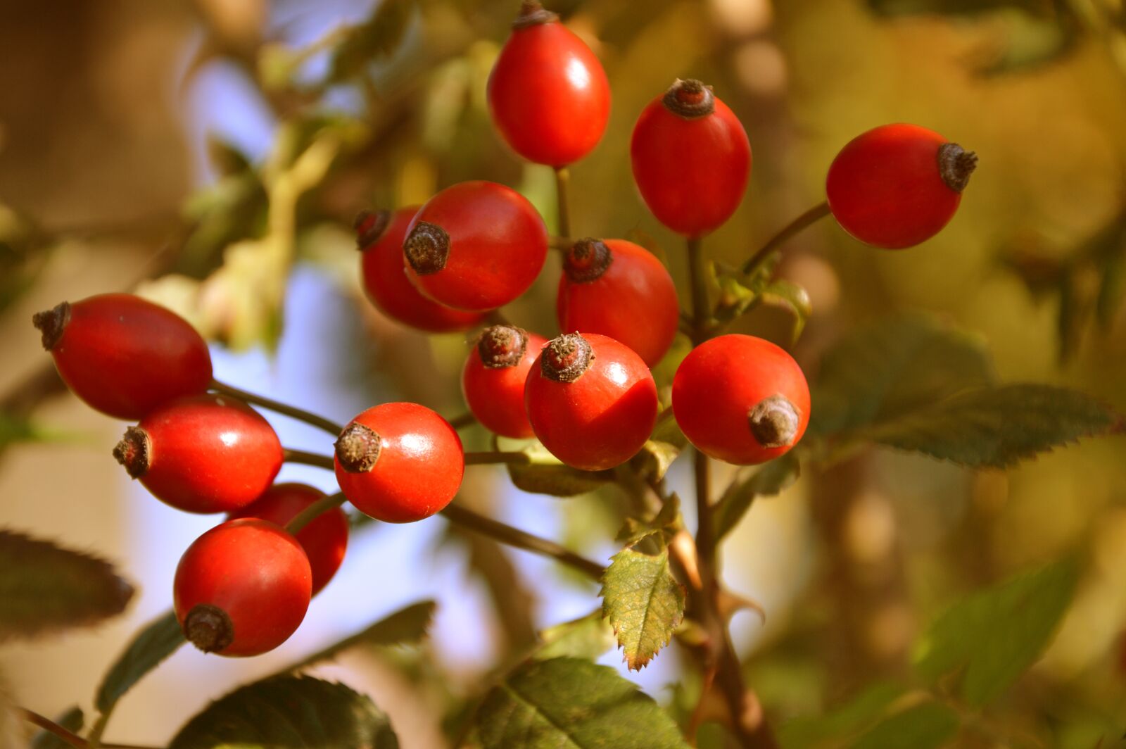 Nikon D3200 sample photo. Rose hip, wild rose photography