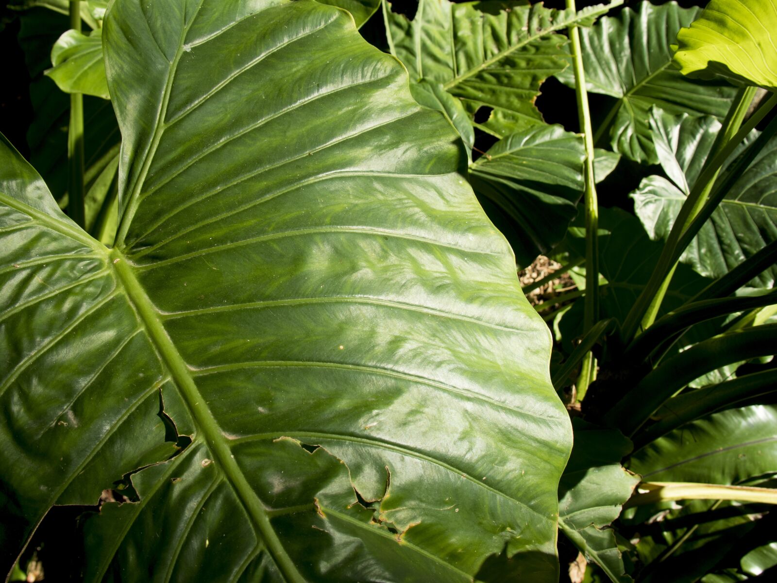 Canon EOS M6 sample photo. Green, large, leaves photography