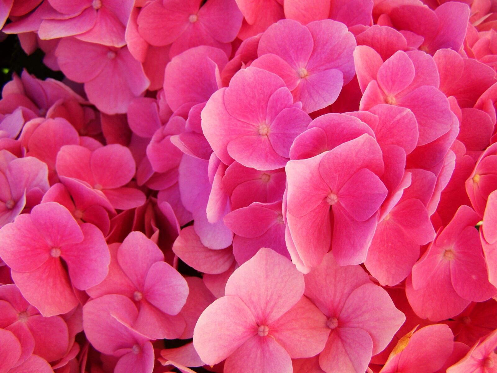 Kodak EASYSHARE ZD710 ZOOM DIGITAL CAMERA sample photo. Hydrangea, pink flower garden photography