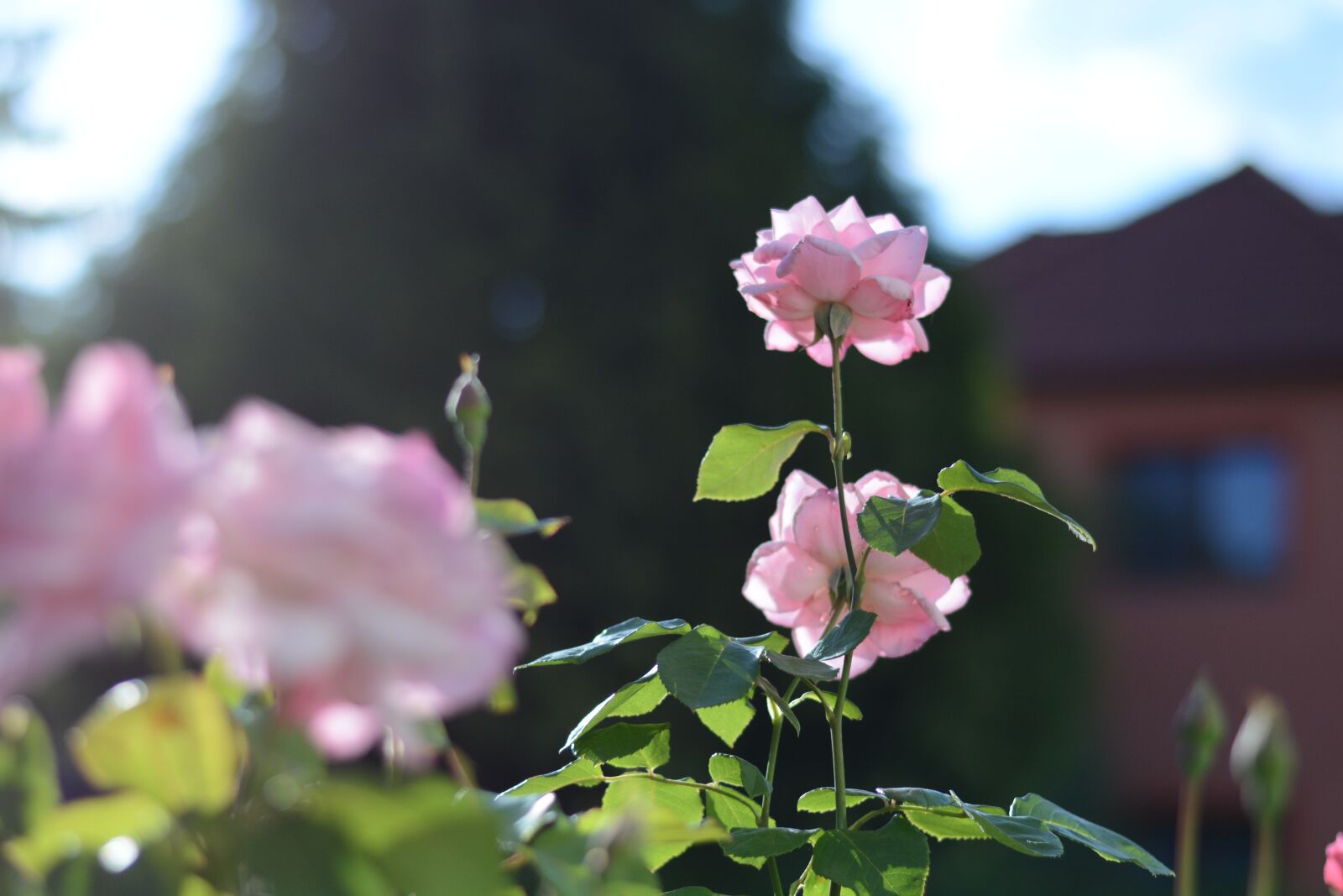 Nikon D7100 sample photo. Rose, pink, summer photography