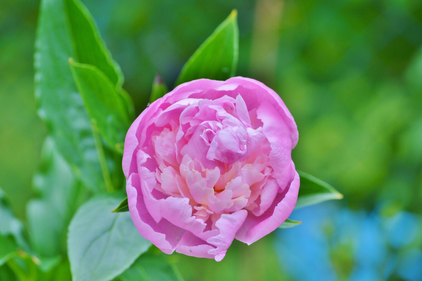 Nikon D3200 sample photo. Peony, flower, flower garden photography