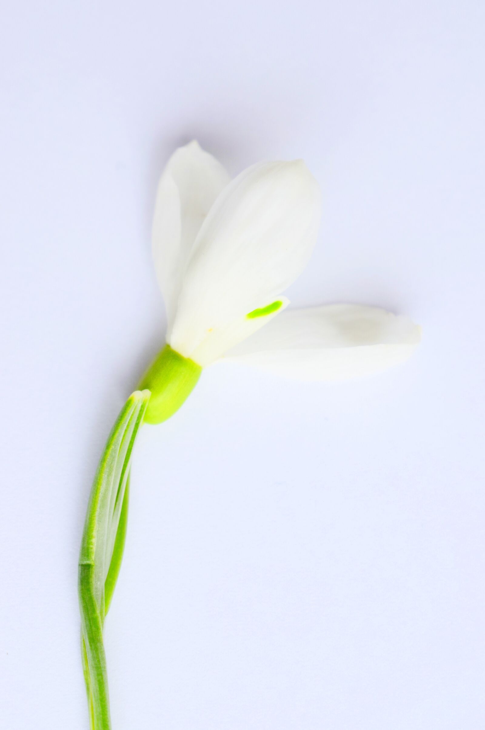 Nikon D3300 sample photo. Spring, snežienky, white photography