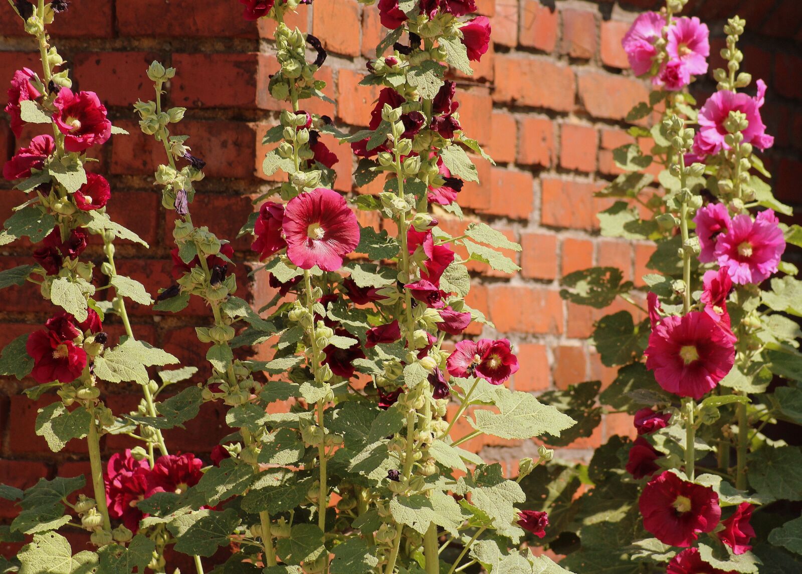 Canon EOS 1200D (EOS Rebel T5 / EOS Kiss X70 / EOS Hi) sample photo. Mersa matruh, flowers, mallow photography
