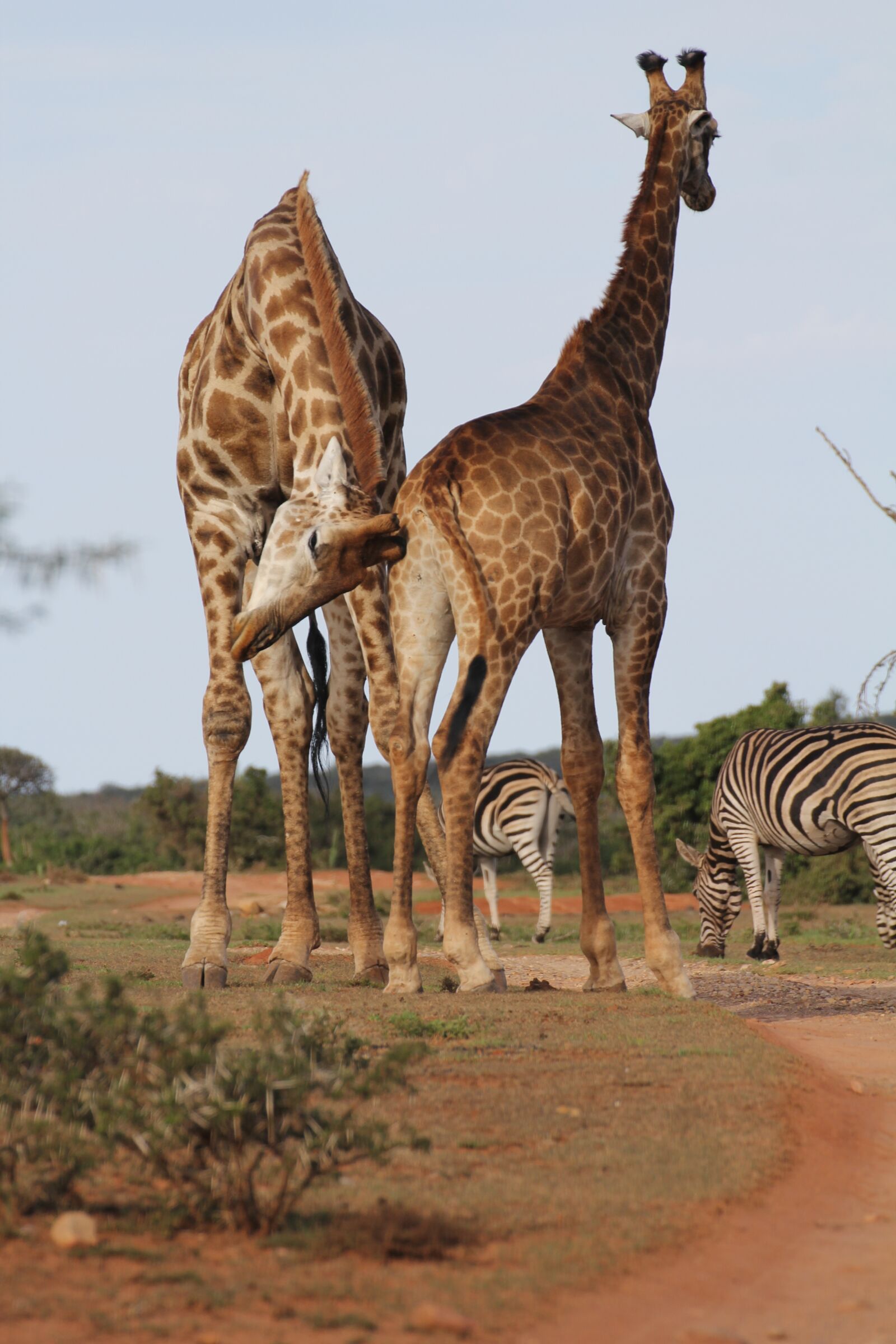 Canon EOS 60D sample photo. Giraffes, two, giraffe photography
