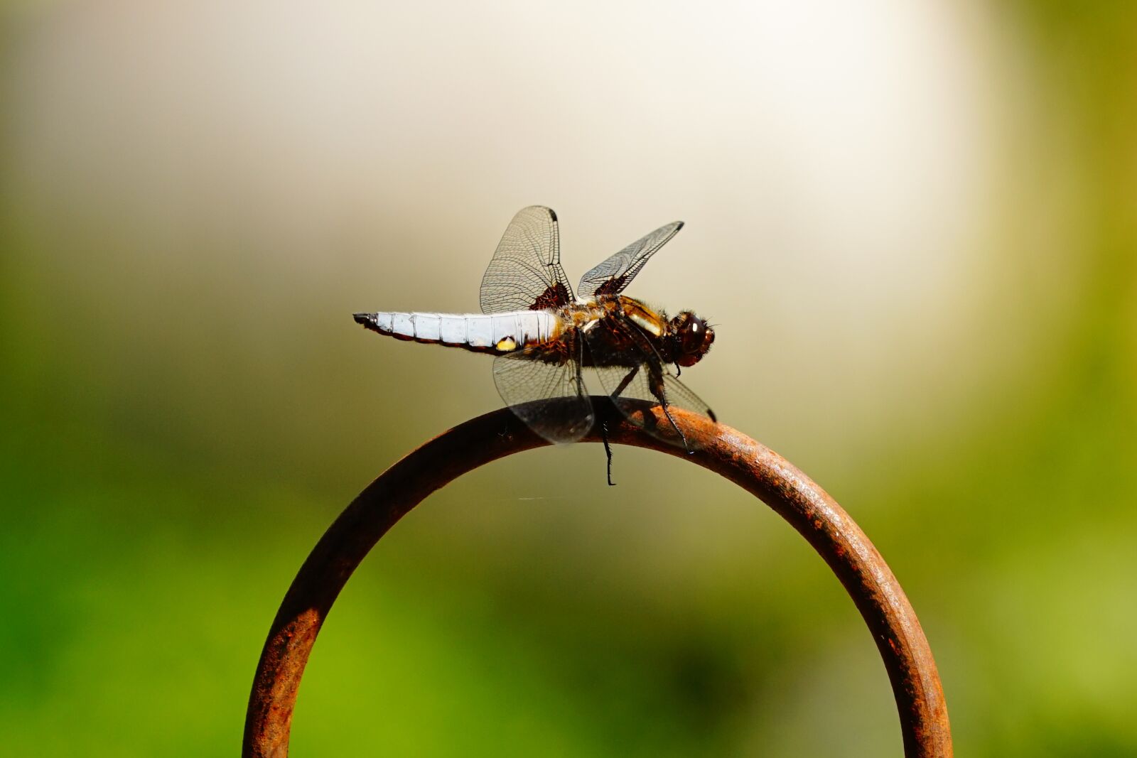 Sony a7R sample photo. Dragonfly, wing, close up photography