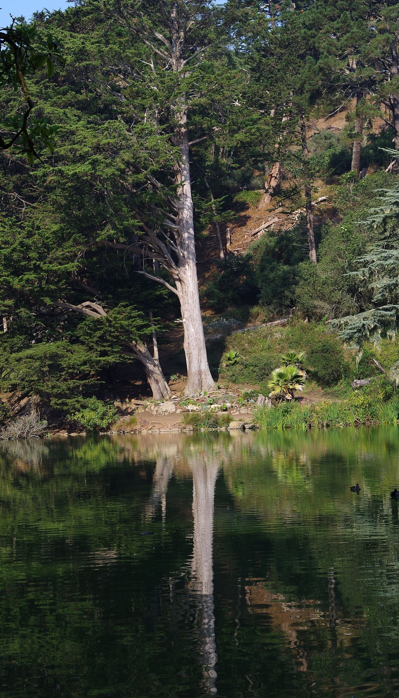 Pentax K-50 sample photo. Tree, park, mirroring photography