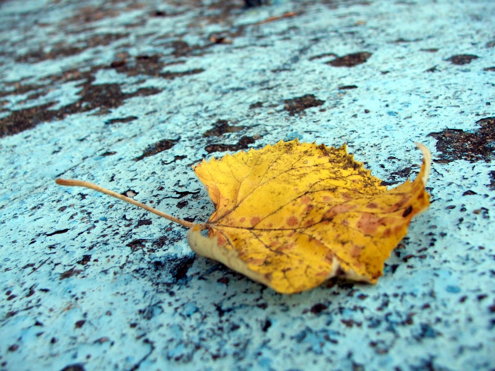 Fujifilm FinePix S5500 sample photo. Autumn colours, leaf, fall photography