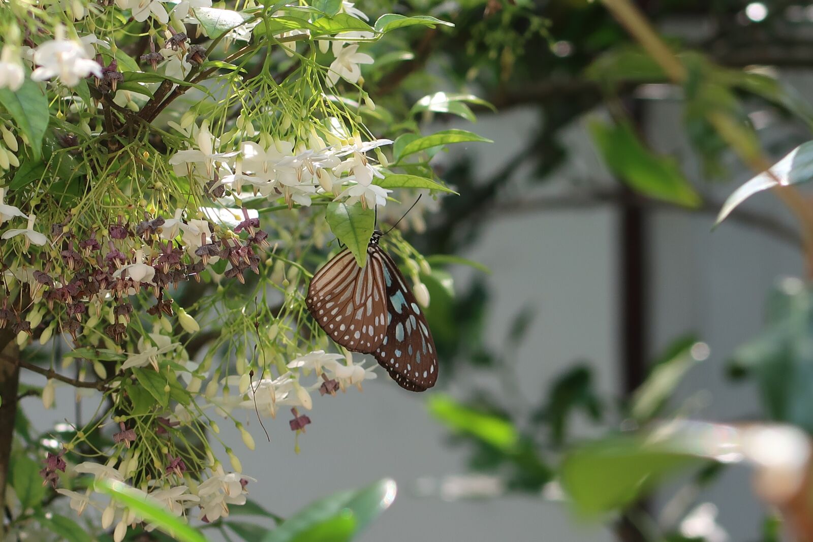 Canon PowerShot G7 X Mark II sample photo. Nature, flora, flower photography