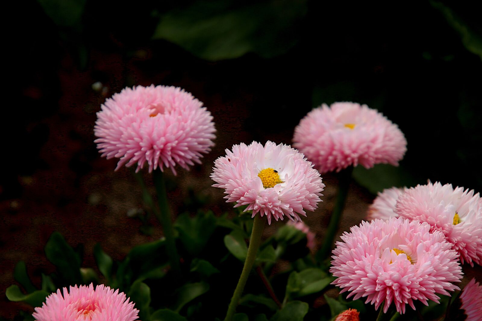 Canon EOS 800D (EOS Rebel T7i / EOS Kiss X9i) sample photo. Daisies, daisies pom-pom, light photography