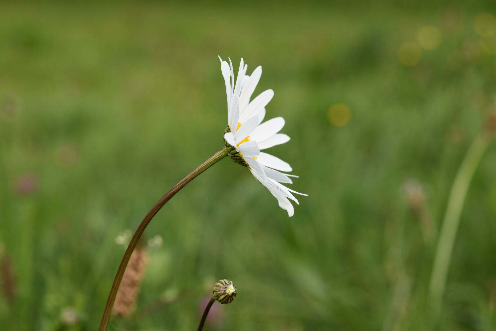 Nikon D5600 sample photo. Flower, marguerite, white petals photography
