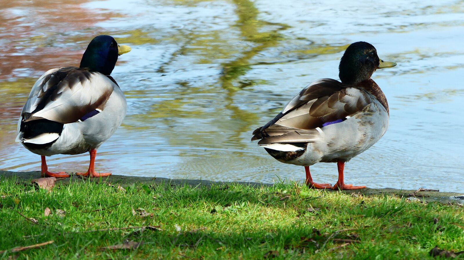 Panasonic Lumix DMC-FZ200 sample photo. Bird, duck, pen photography