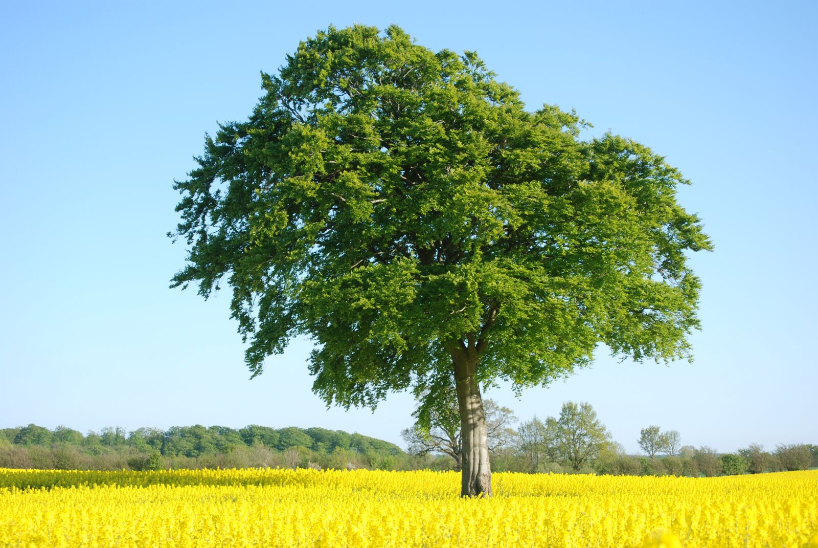 Nikon D80 sample photo. Oilseed rape, tree, landscape photography