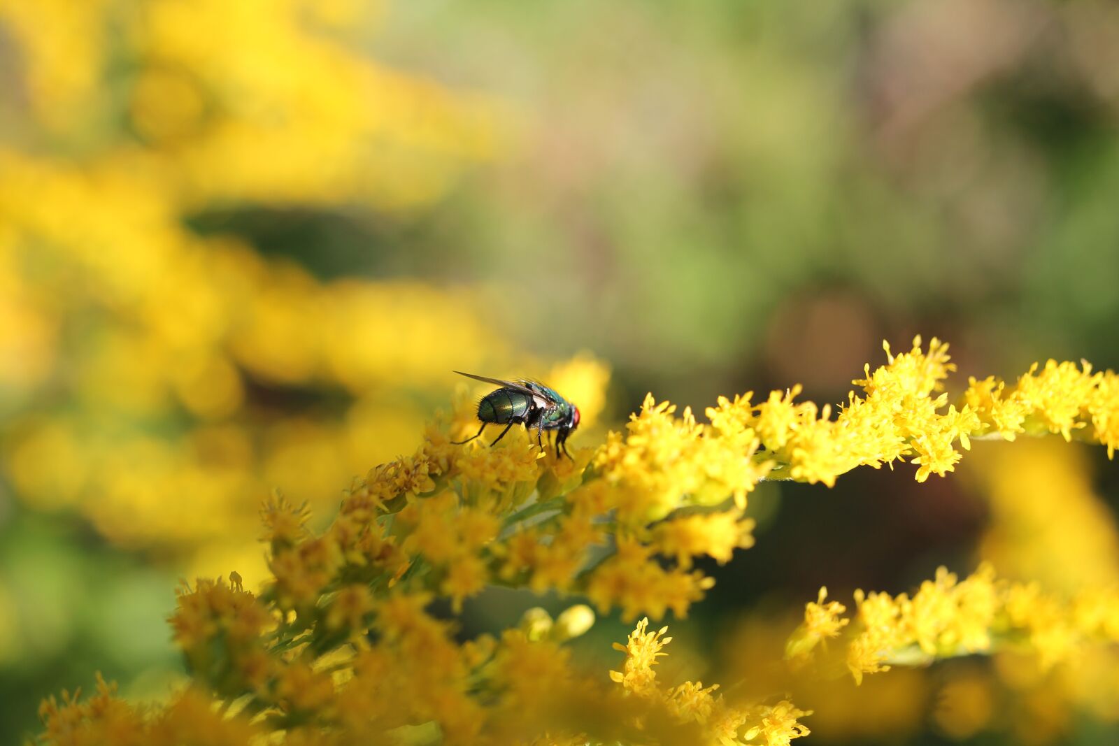 Canon EOS 550D (EOS Rebel T2i / EOS Kiss X4) sample photo. Fly, flower, blossom photography