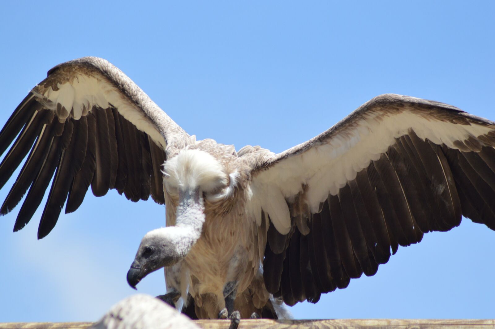 Nikon D3200 sample photo. Vulture, raptor, bird photography