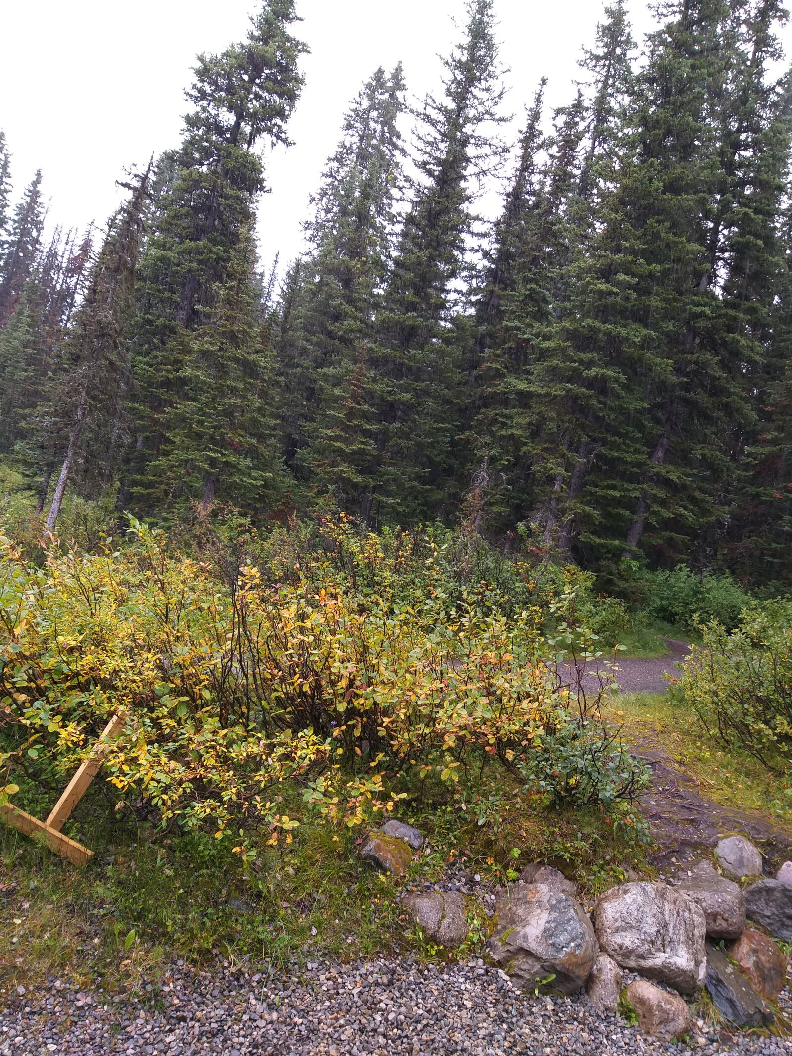 Samsung Galaxy J8 sample photo. Trees, banff, canada photography