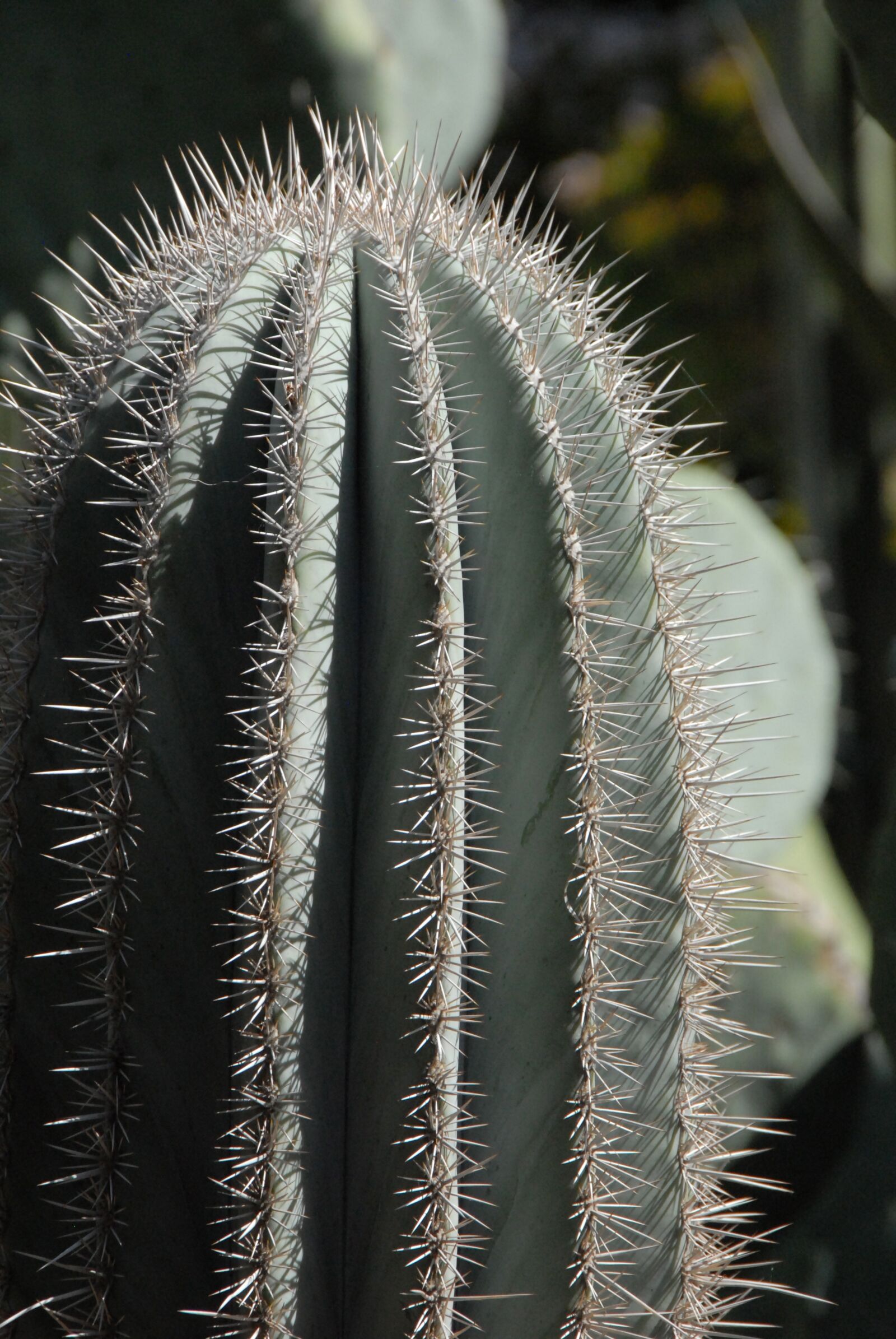 Nikon D200 sample photo. Cactus, needle, morocco photography