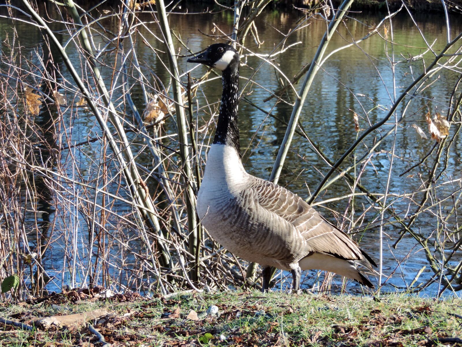 Nikon Coolpix P520 sample photo. Wild goose, canada geese photography