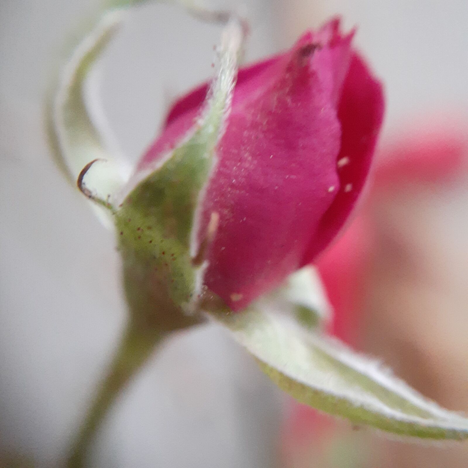 Samsung Galaxy A20 sample photo. Rose, plant, roses photography