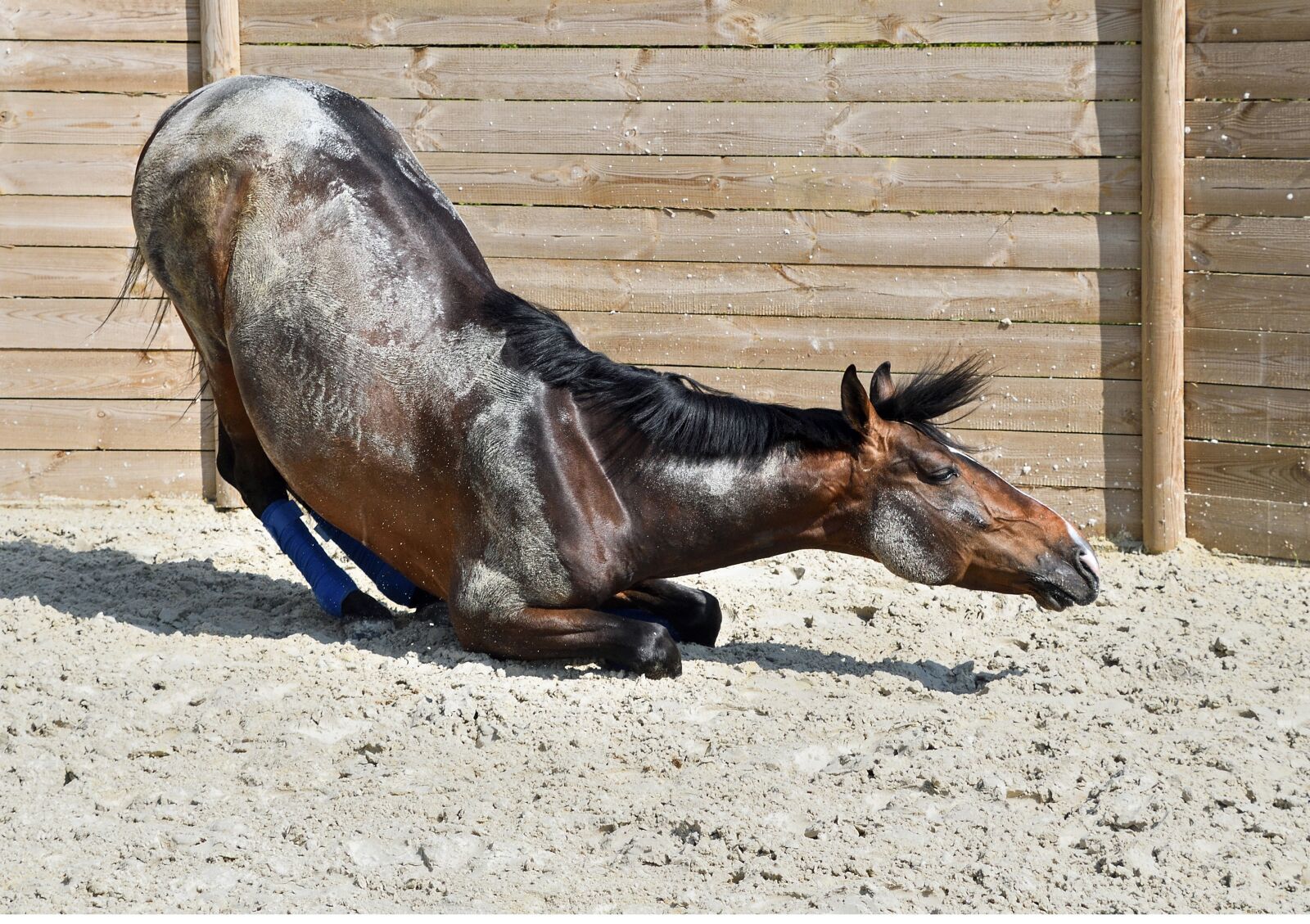 Nikon D500 sample photo. Horse, fold, soil photography