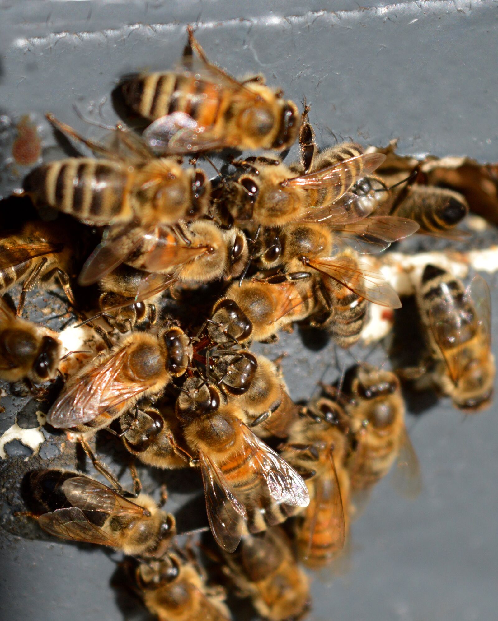 Nikon D3200 sample photo. Bees, people, honey bees photography