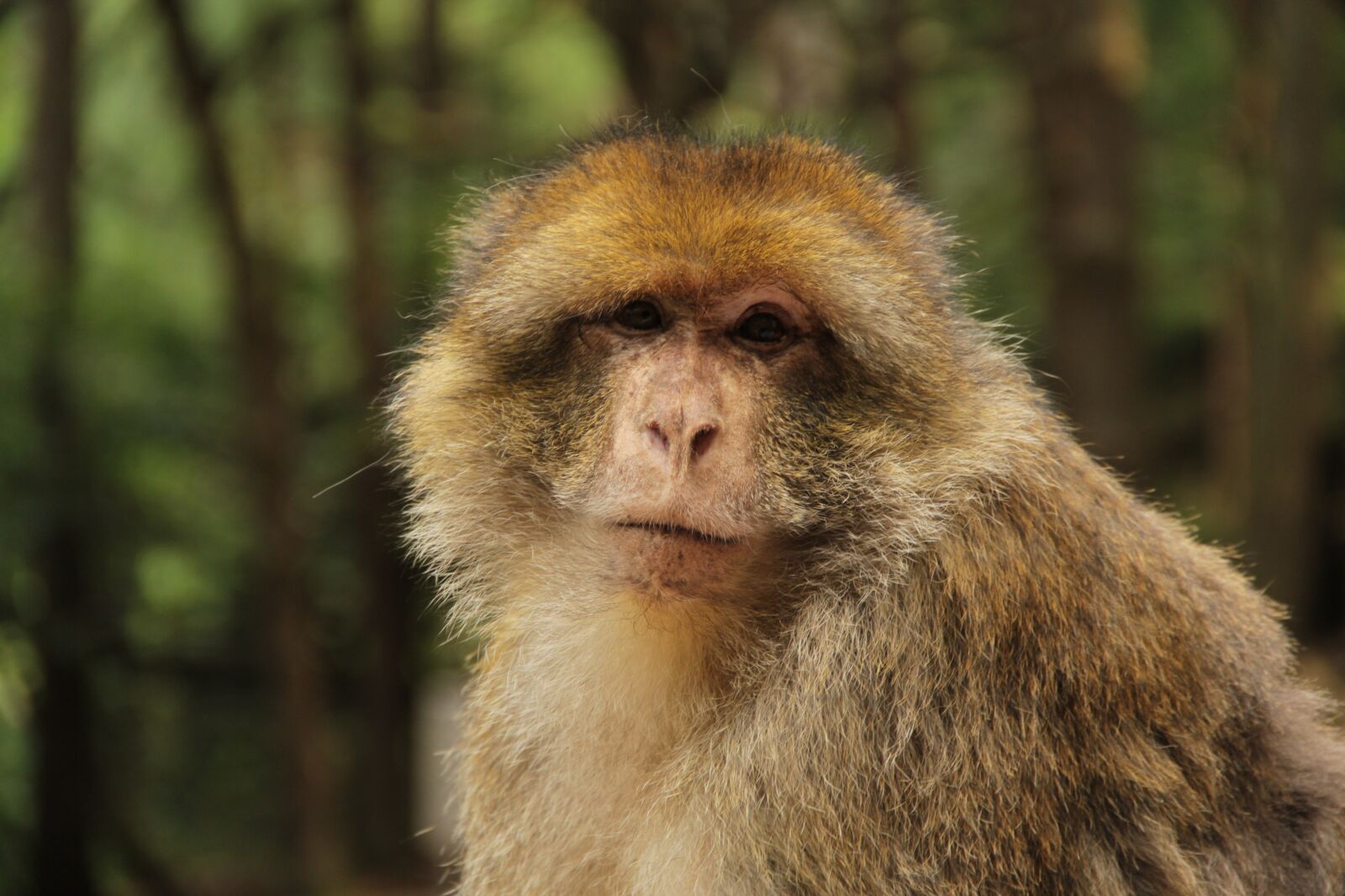 Canon EOS 60D sample photo. Barbary ape, makake, monkey photography