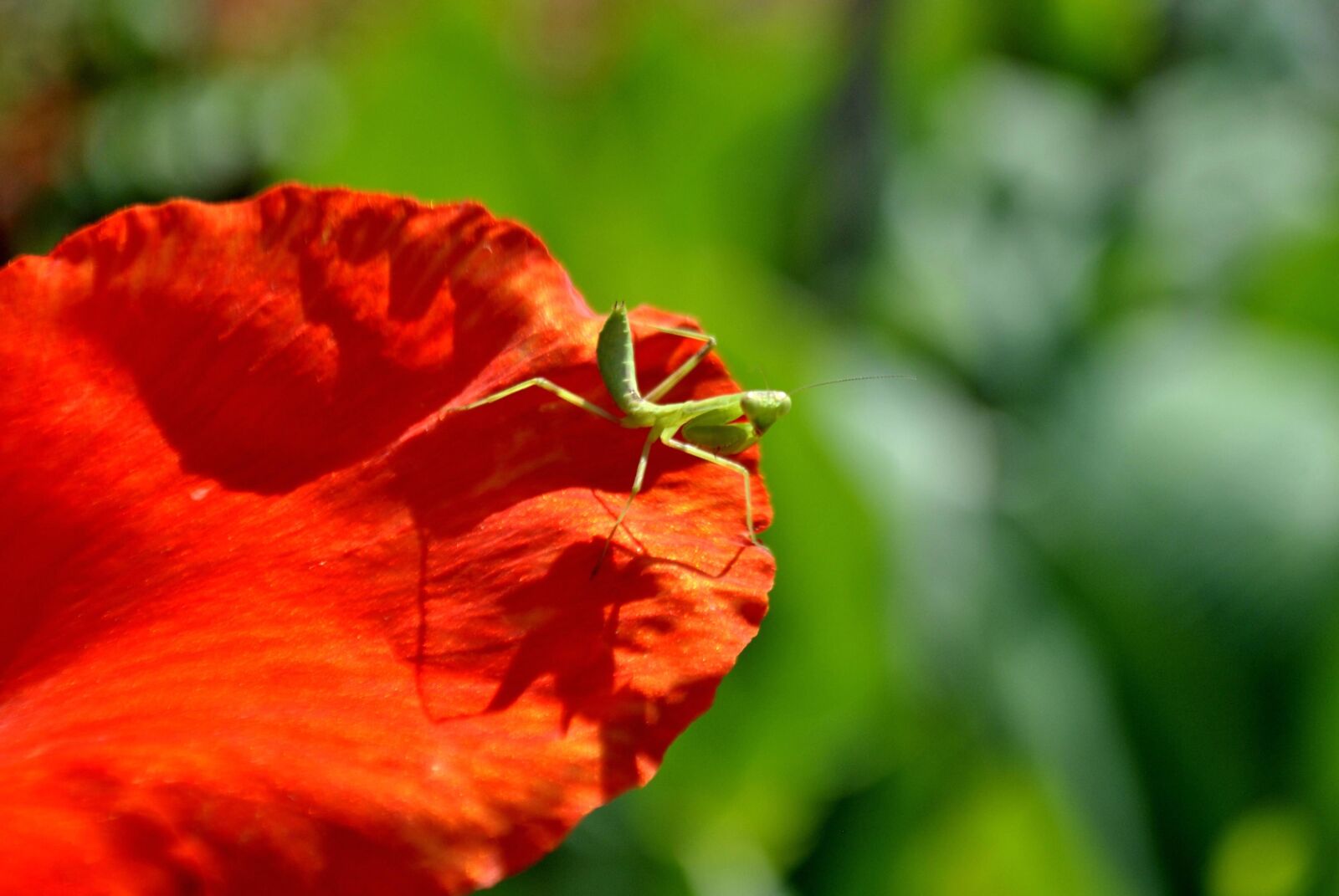 Nikon D3000 sample photo. Green, insect, flower, animal photography